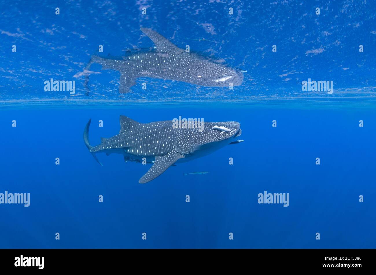 Requin baleine près de la surface avec des reflets Banque D'Images