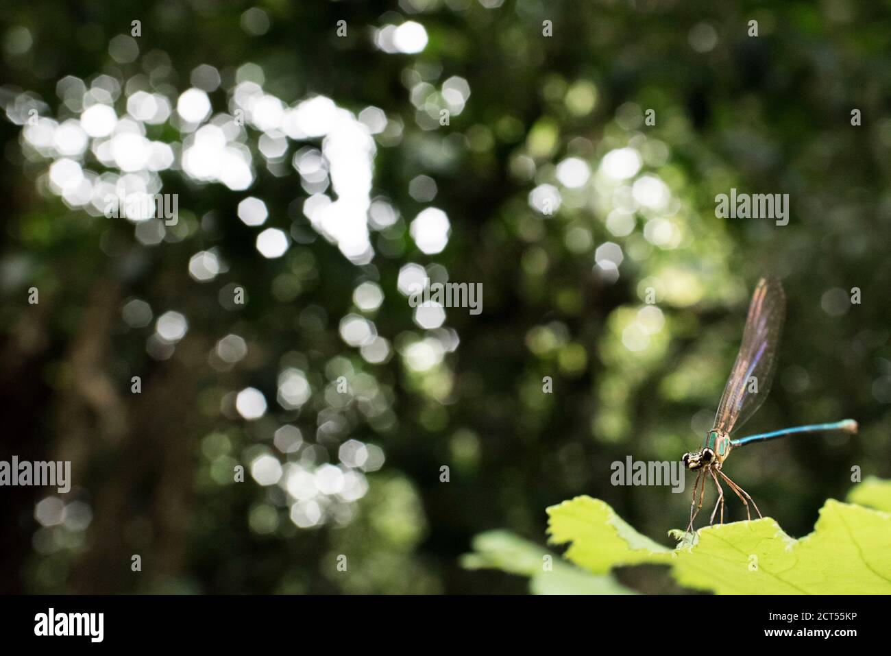 Dragonfly, réserve de Perinet, Parc national d'Andasibe-Mantadia, région d'Alaotra-Mangoro, est de Madagascar Banque D'Images