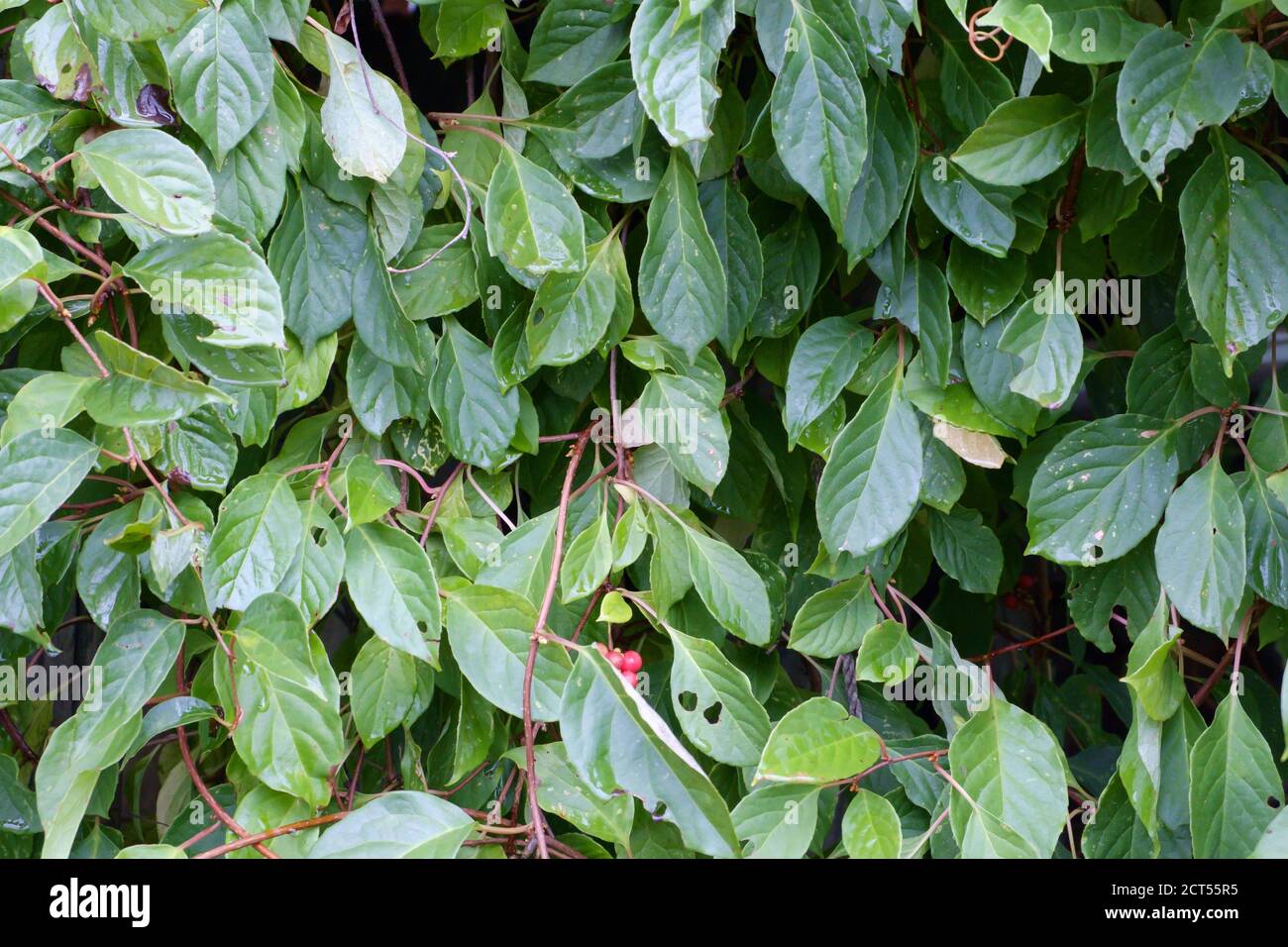 Automne Schisandra chinensis, les creveteuses grimpent le mur. Mise au point sélective. Banque D'Images