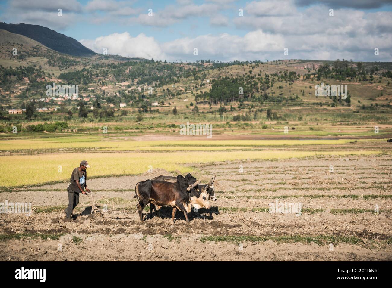 Labourage avec Zebu dans les rizières de la vallée de Manandoana près d'Antsirabe, dans les hautes terres centrales de Madagascar Banque D'Images