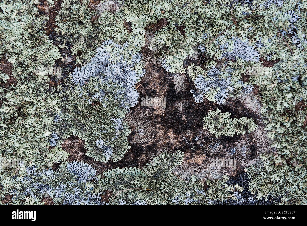 Moss, Parc national d'Isalo, région d'Ihorombe, sud-ouest de Madagascar Banque D'Images