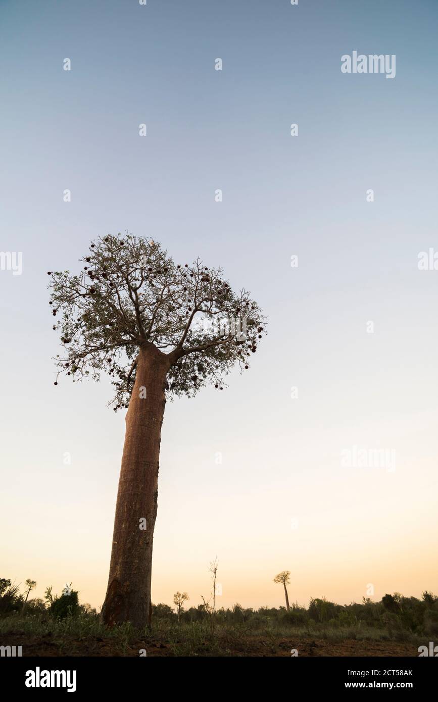 Arbre de baobab dans la forêt de Spiny au coucher du soleil, Parc Mosa a Mangily, Ifaty, Sud-Ouest Madagascar, Afrique Banque D'Images