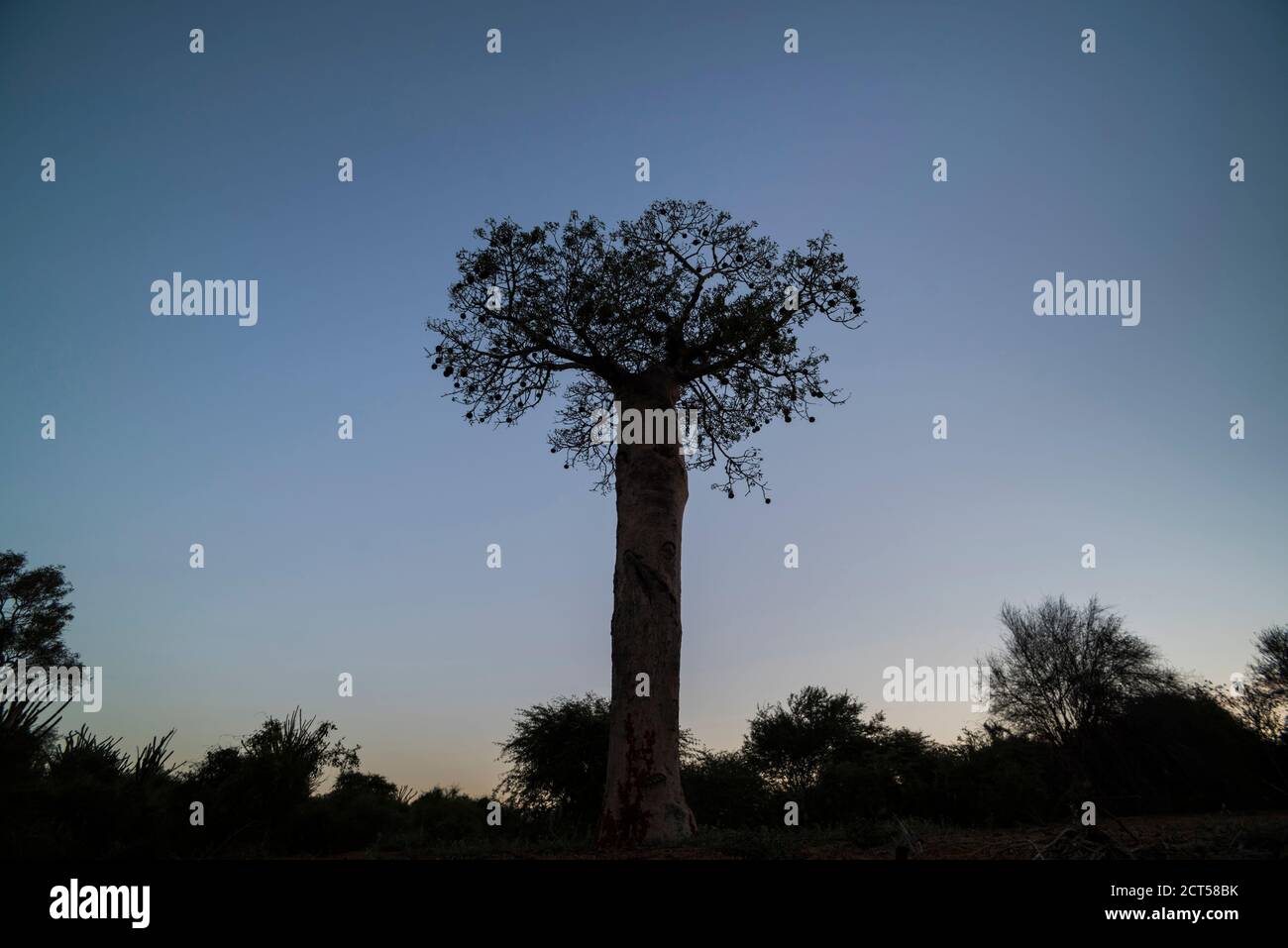 Arbre de baobab dans la forêt de Spiny la nuit, Parc Mosa a Mangily, Ifaty, Sud-Ouest de Madagascar, Afrique Banque D'Images