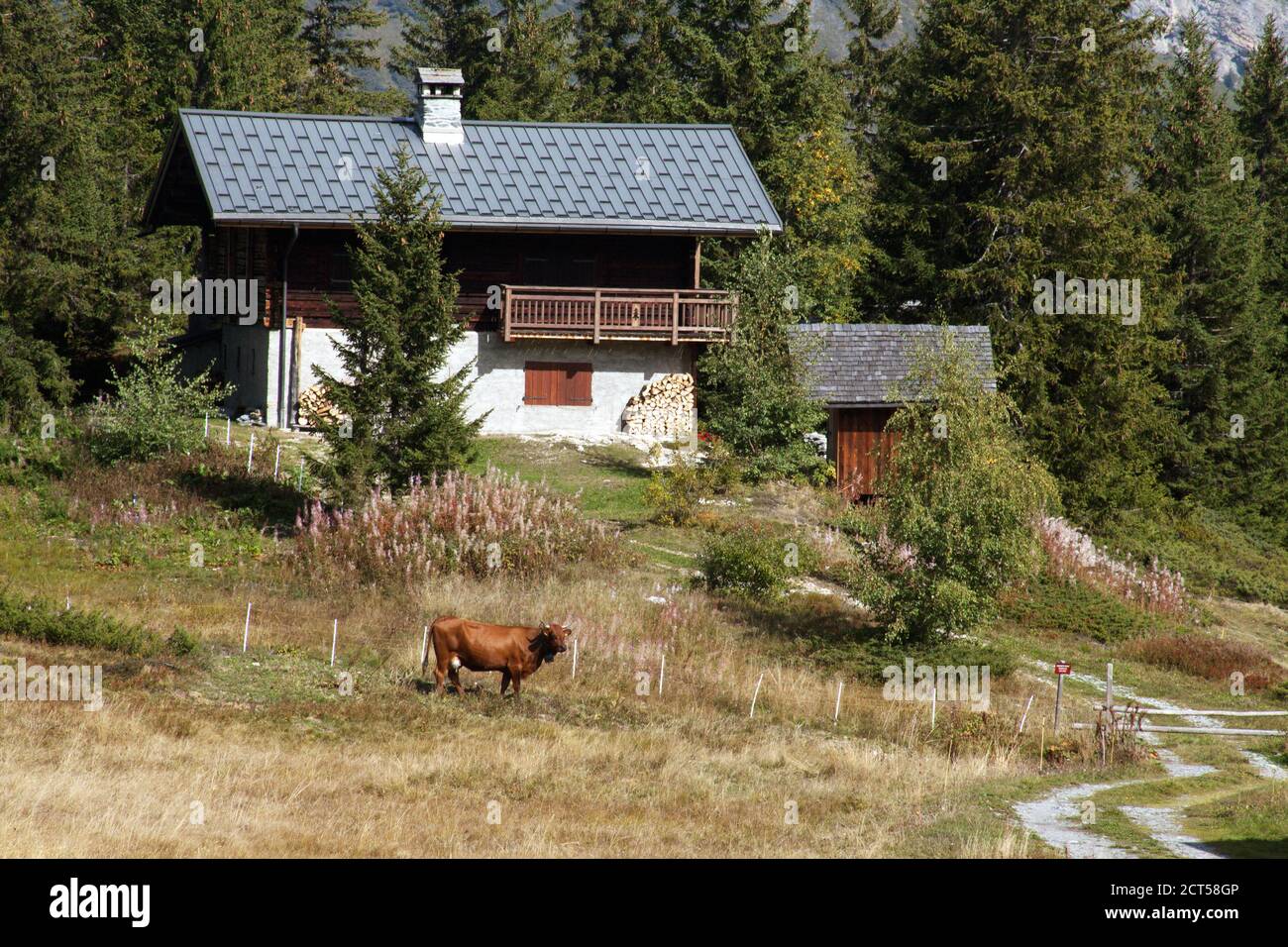 Cormets de Roselend Savoie : taureau Banque D'Images
