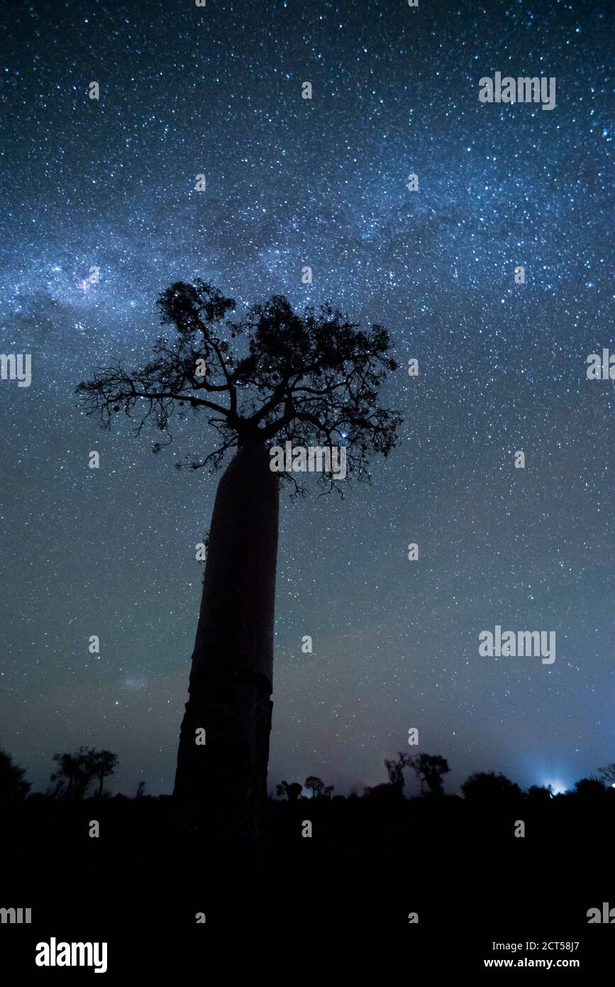 Baobab sous les étoiles la nuit dans la forêt épineuse, Ifaty, Sud-Ouest Madagascar, Afrique Banque D'Images