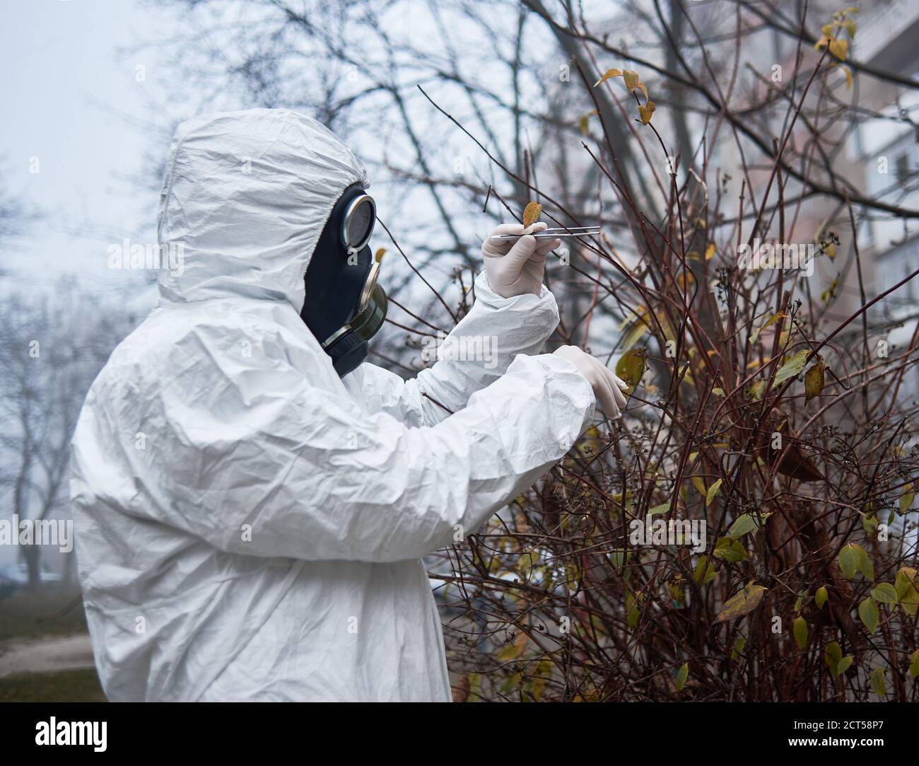 Écologiste en costume de radiation saisissant arbre brunch avec brucelles. Homme écologiste portant un uniforme de protection blanc, des gants stériles et un masque à gaz. Concept de recherche et problèmes écologiques. Banque D'Images