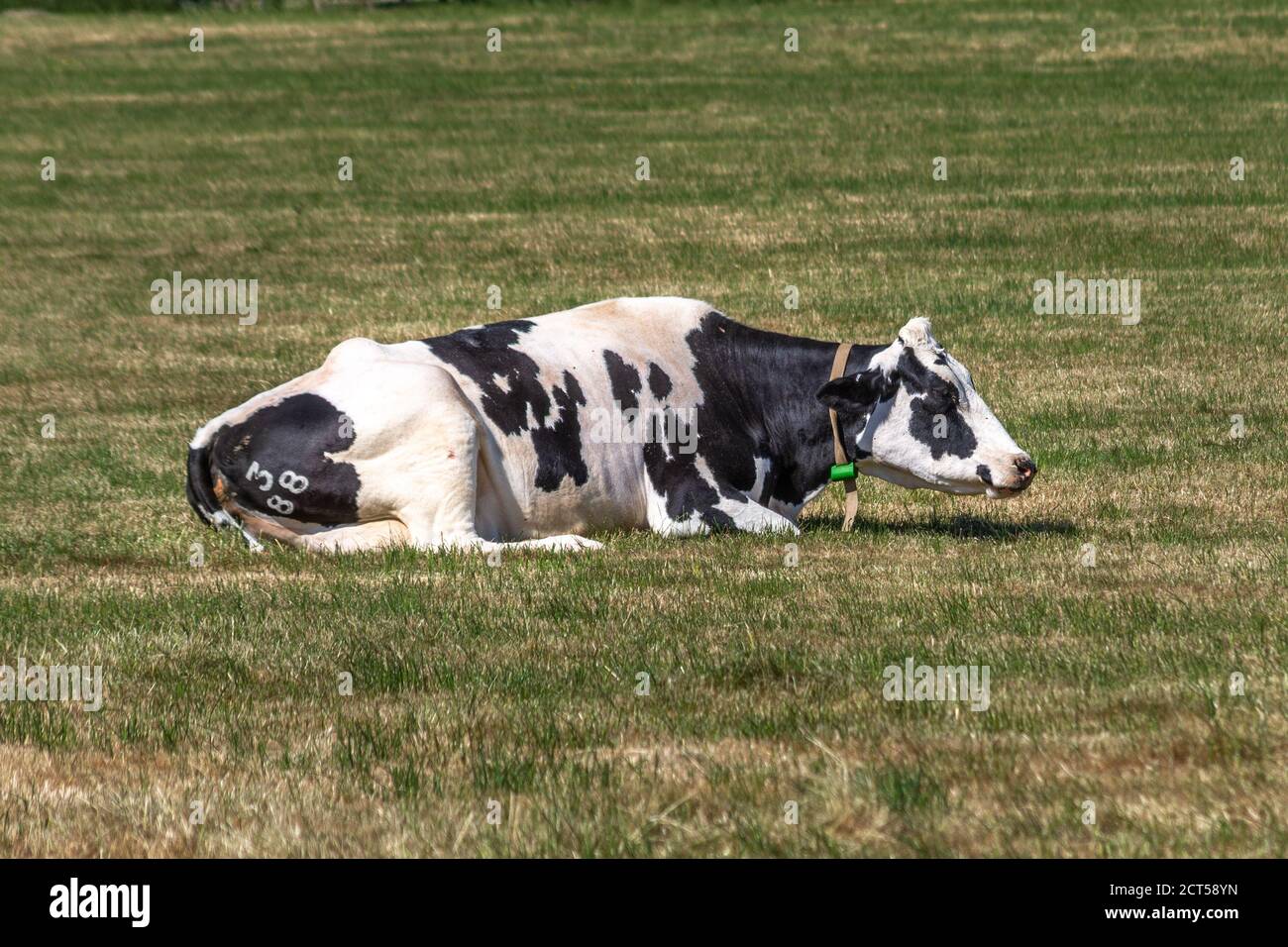 Vache couchée sur l'herbe Banque de photographies et d'images à haute  résolution - Page 7 - Alamy