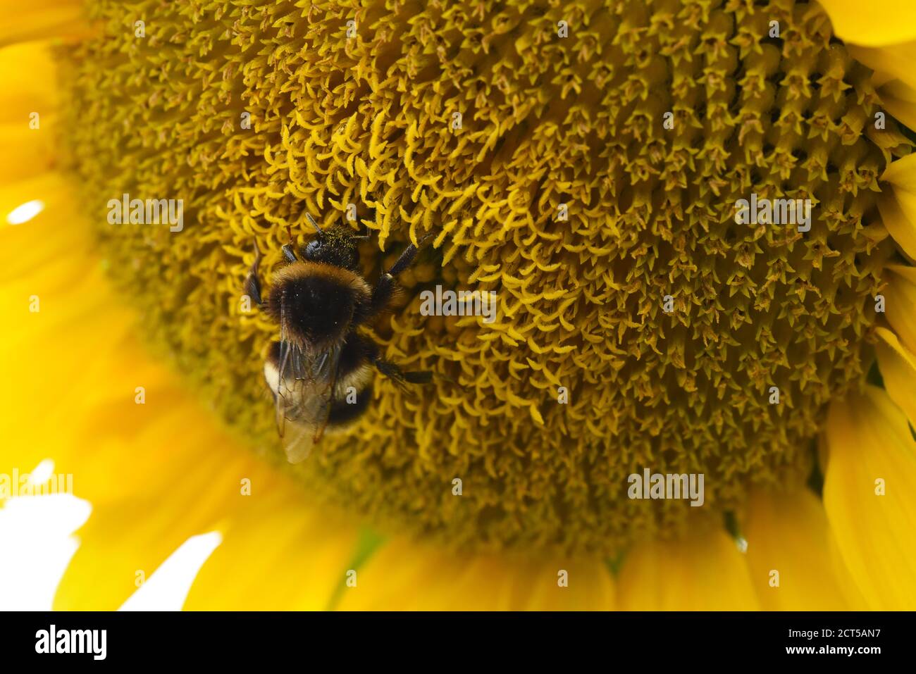 Bumble Bee sur Sunflower Head Banque D'Images