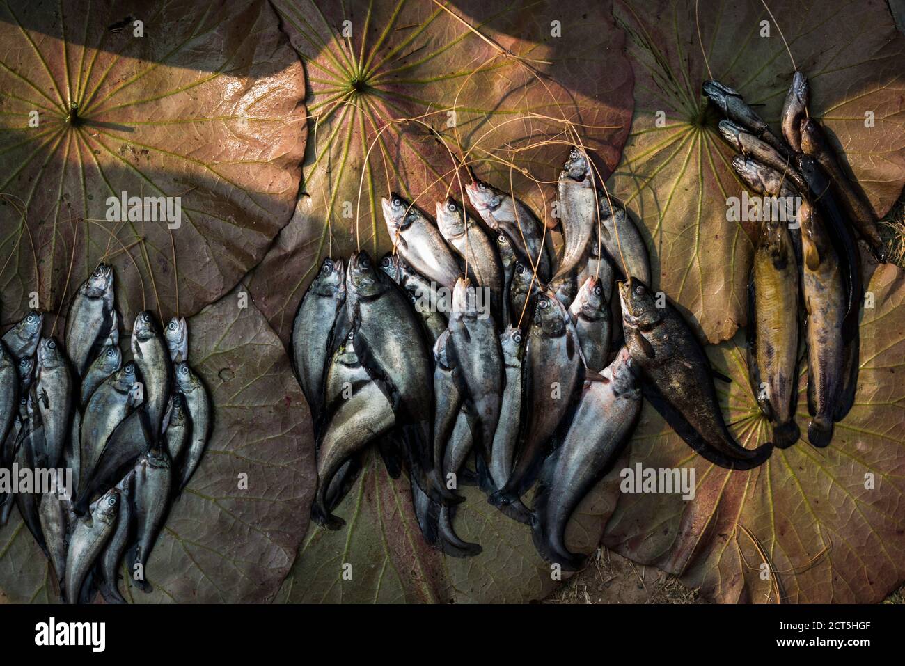 Poisson à vendre au marché Ywama, lac Inle, État Shan, Myanmar (Birmanie) Banque D'Images