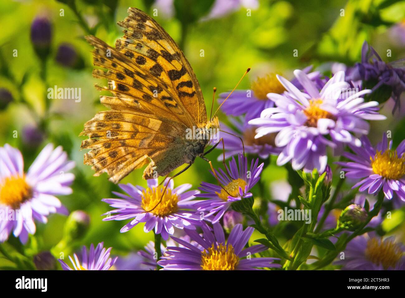 Belle alimentation de papillon sur une fleur rose vif de gros plan. Papillon sur une fleur de printemps parmi le champ Banque D'Images