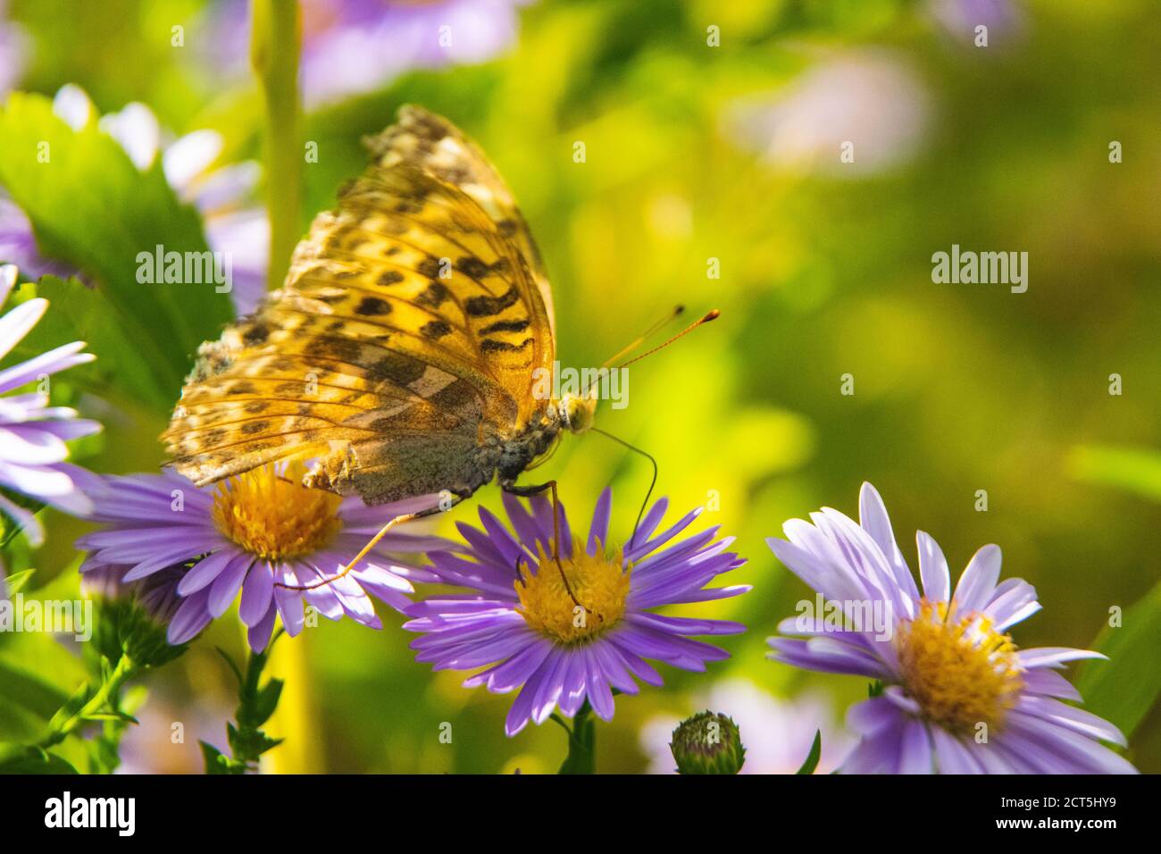 Belle alimentation de papillon sur une fleur rose vif de gros plan. Papillon sur une fleur de printemps parmi le champ Banque D'Images