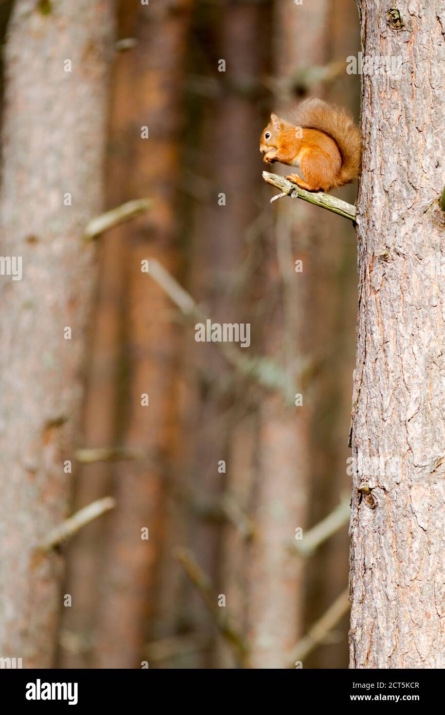 Écureuil rouge eurasien (Sciurus vulgaris) perchée sur un pin parmi son habitat naturel Banque D'Images