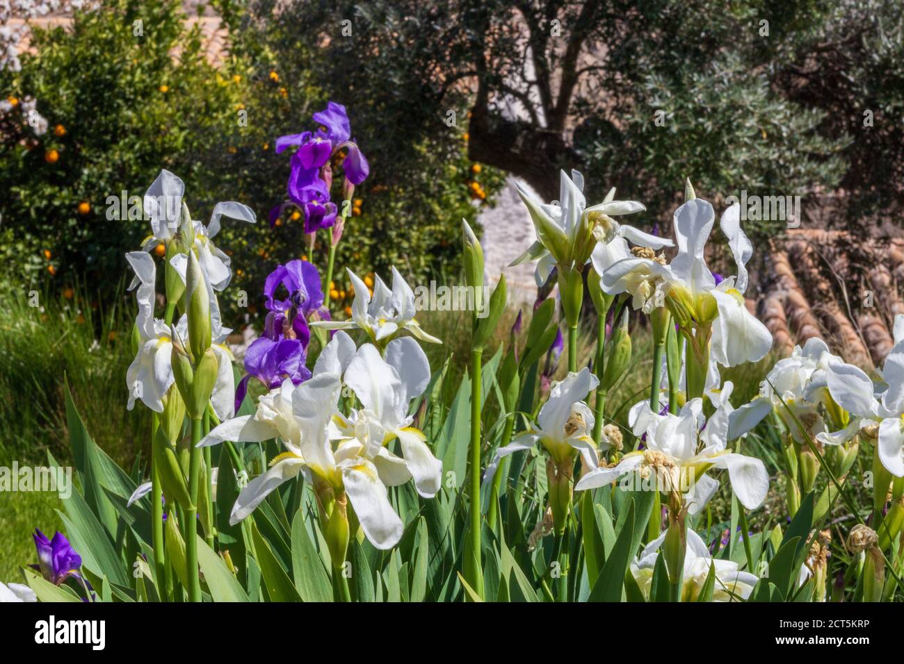 Fleurs de l'iris violet et blanc, iris albicans et iris geramanique Photo  Stock - Alamy