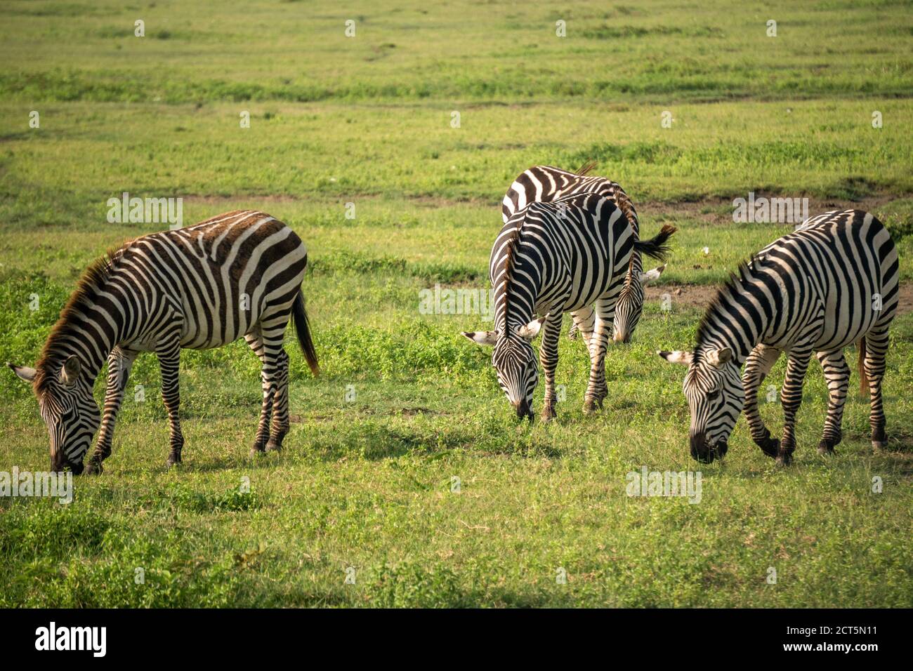 Groupe de Zèbres Equus quagga sont grazin sur le vaste Plaines herbeuses de la zone de conservation du cratère de Ngorongoro en Tanzanie Banque D'Images