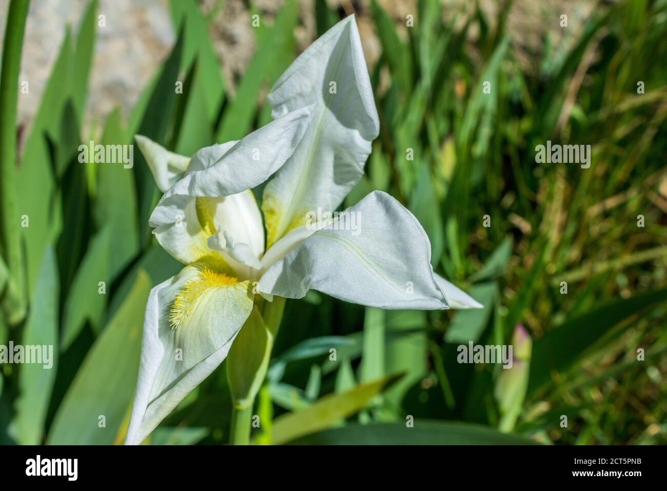 Iris Albicans Lange Ou Cimetière Iris Blanc Belle Fleur Dans La Conception  Du Jardin