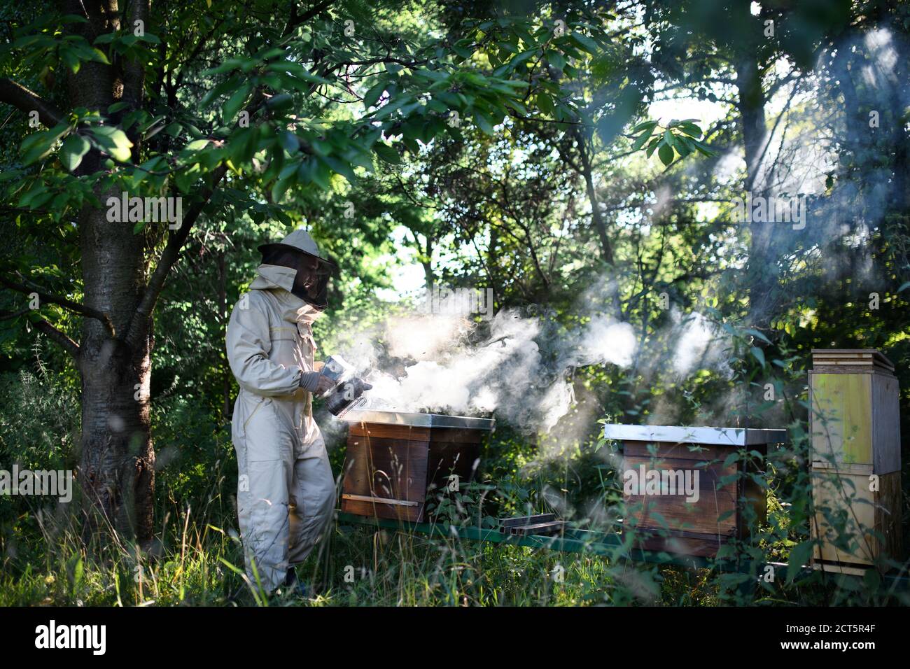 Portrait de l'homme apiculteur travaillant dans l'apiaire, utilisant le fumeur d'abeille. Banque D'Images