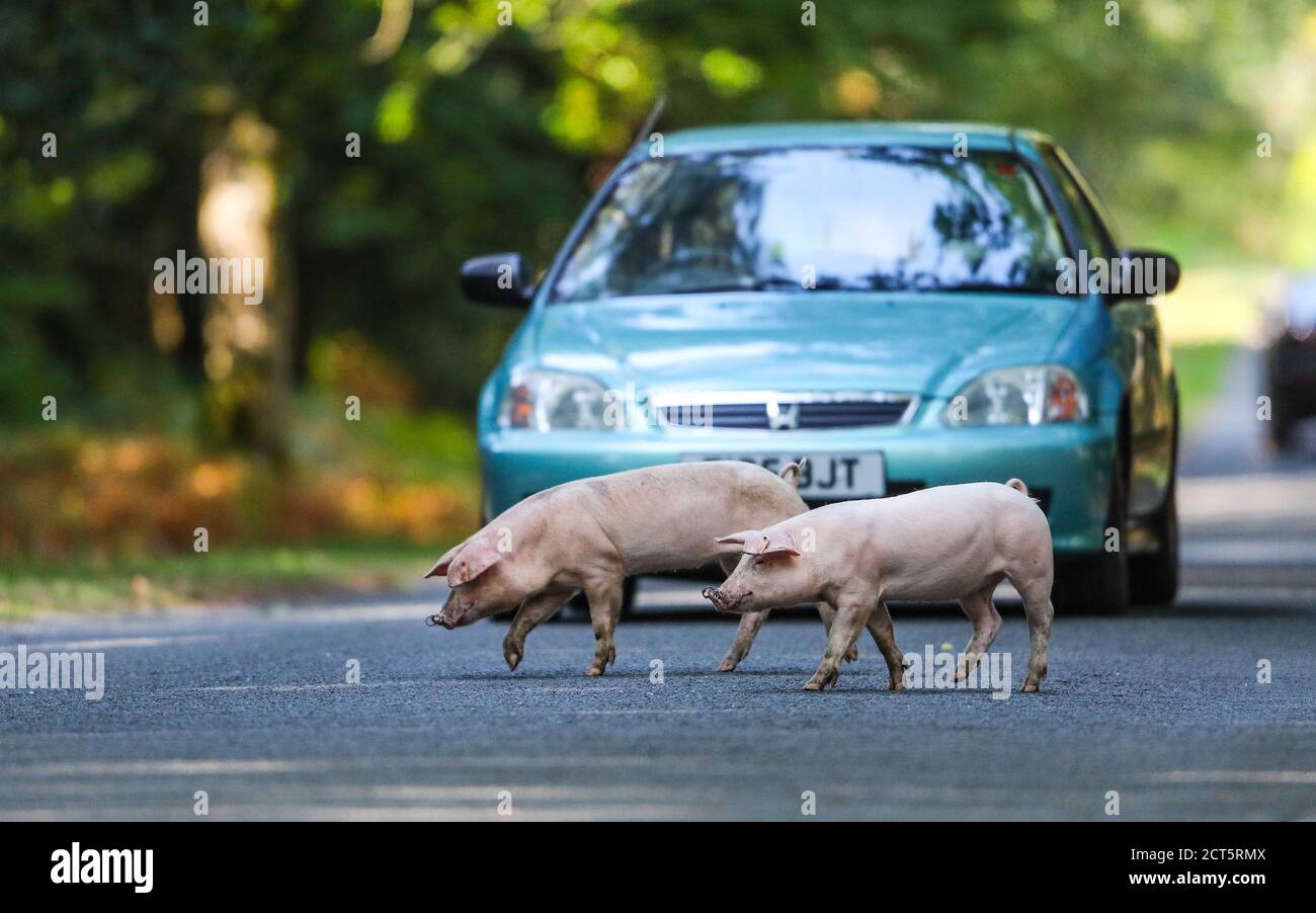 New Forest, Hampshire, Royaume-Uni. Les porcs sont libérés pour se déplacer librement à travers la Nouvelle forêt en automne. Le Pannage annuel permet aux porcs de se nourrir d'acornes nuisibles aux étangs forestiers neufs. Les porcelets traversent la route et arrêtent la circulation. Credit Stuart Martin/Alay Live News Banque D'Images