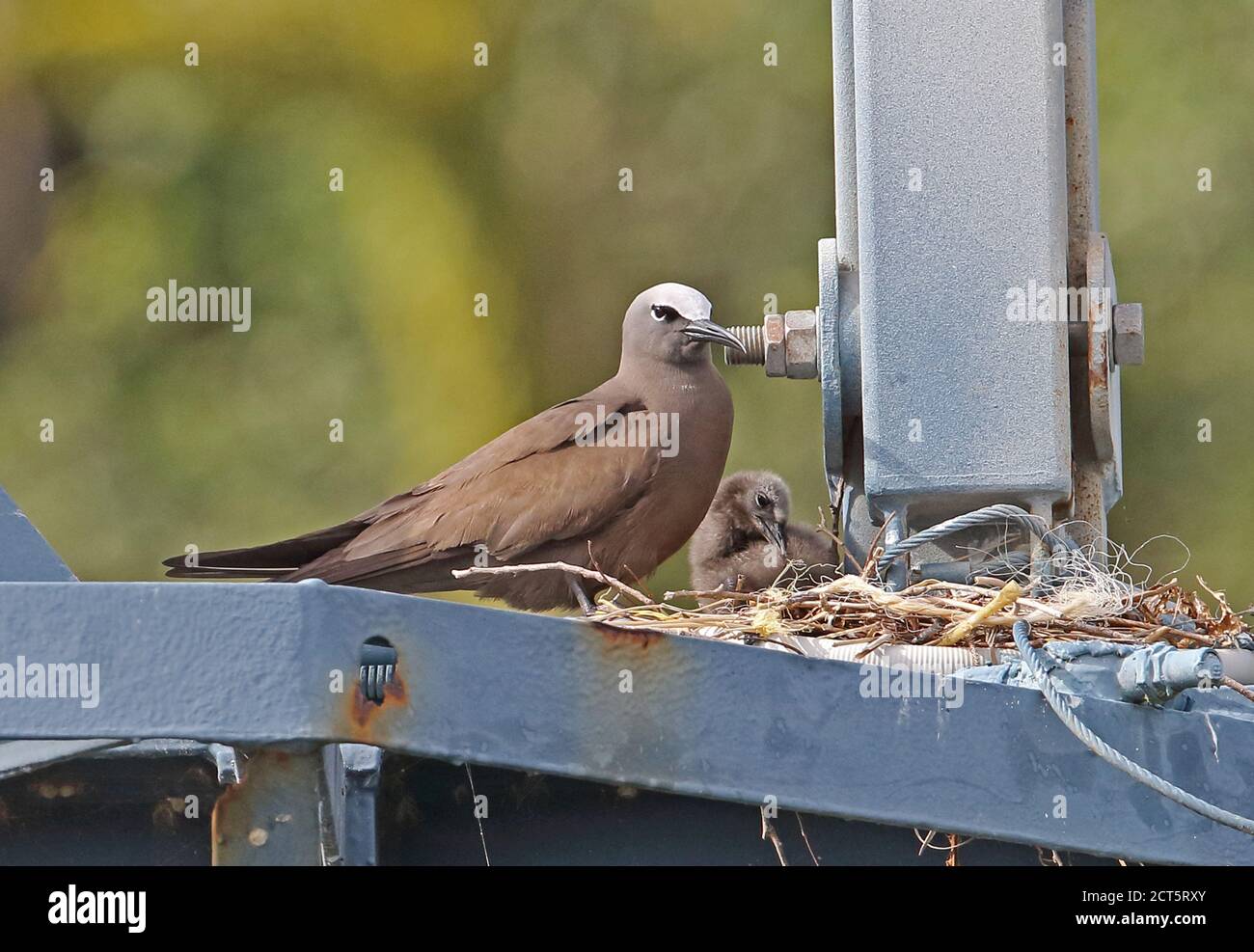 Brown Noddy (Anous stolidus pileatus) adult with chick at nest on crane gantry  Christmas Island, Australia        July Banque D'Images