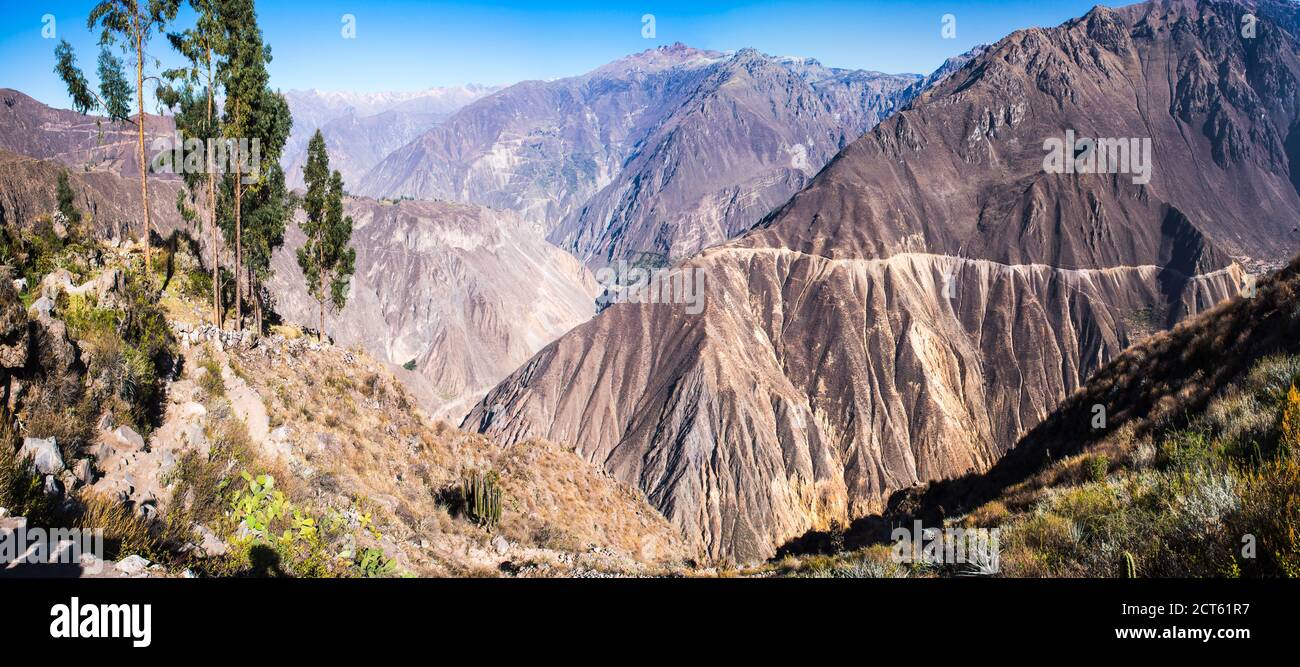 Colca Canyon, Pérou, Amérique du Sud Banque D'Images