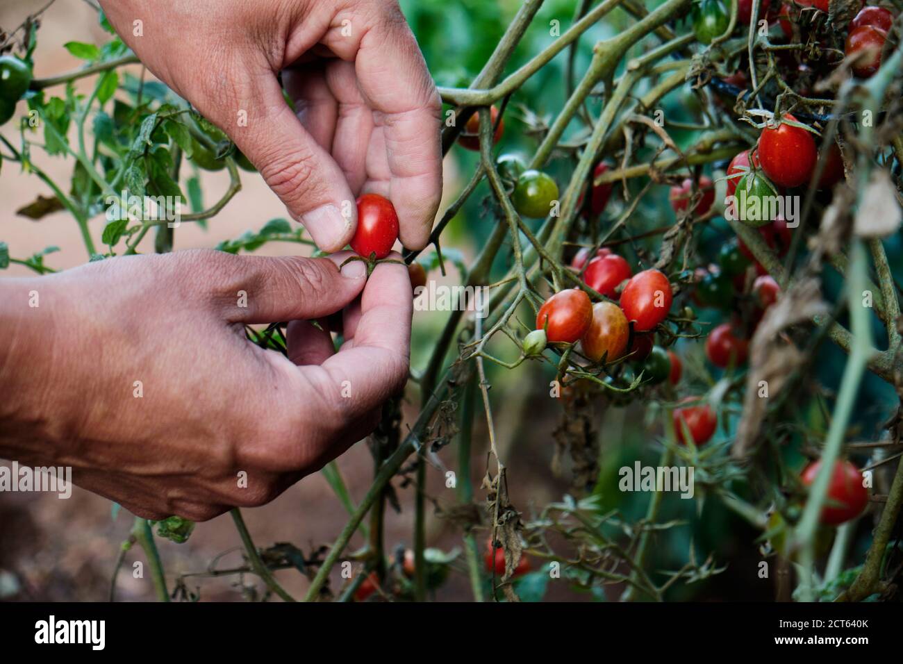 gros plan d'un jeune homme caucasien collectant une cerise mûre tomates de la plante dans un verger biologique Banque D'Images