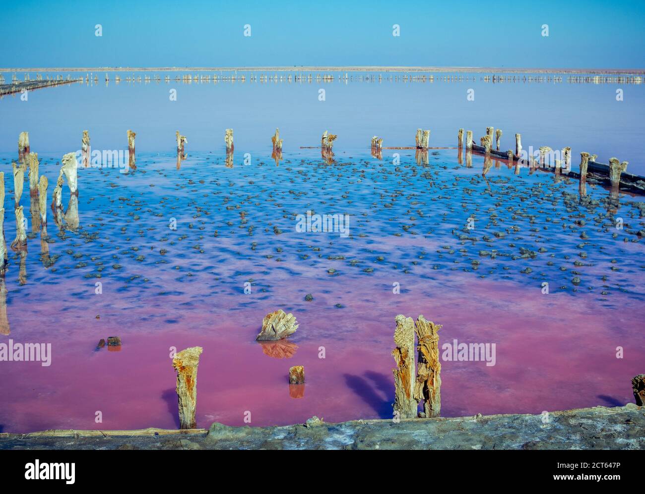 Sel, saumure et boue du lac Sivash salé rose près de la mer d'Azov, coloré par des micro-algues Dunaliellasalina, enrichissant l'eau du lac par le bêta-carotène Banque D'Images