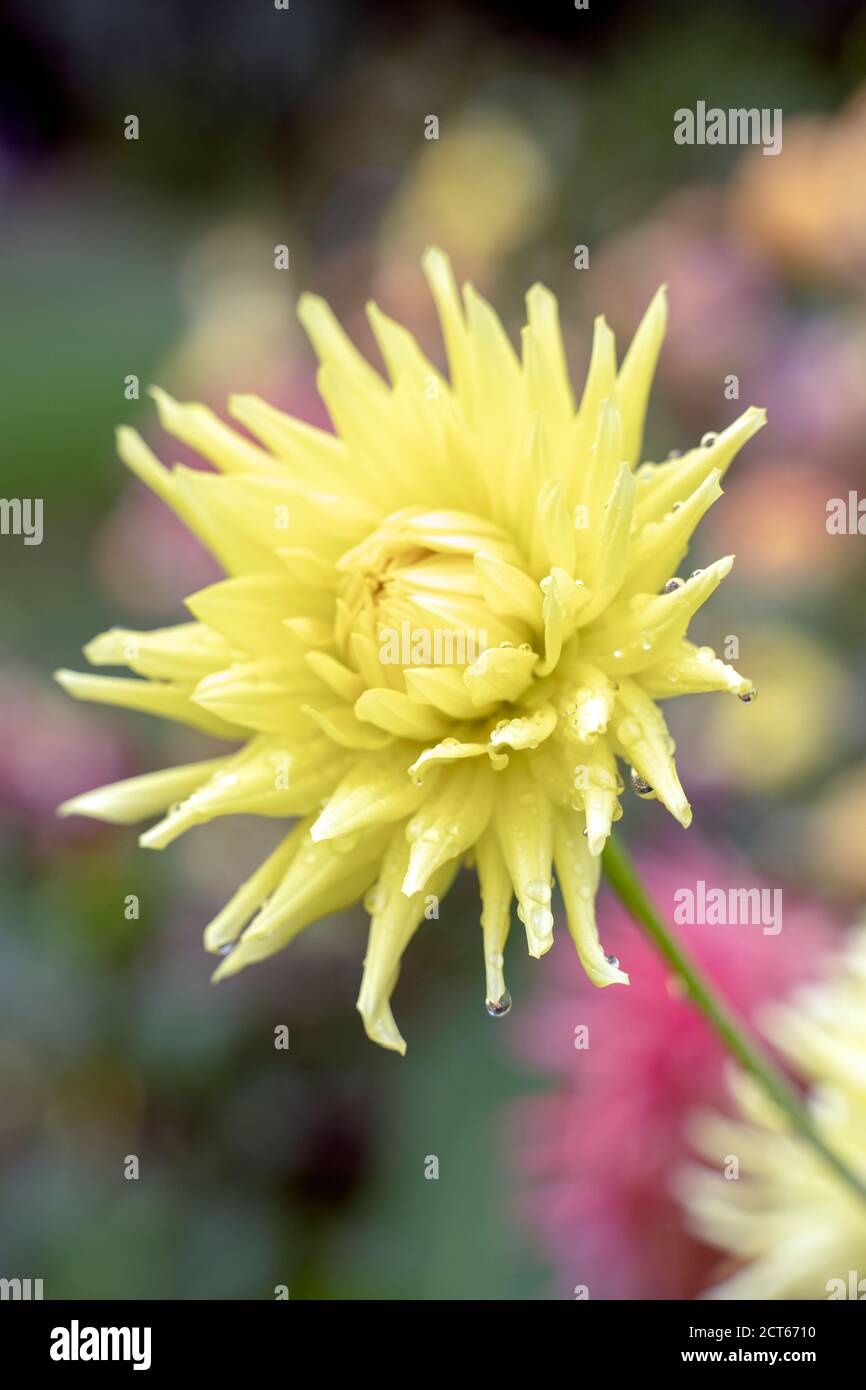 Fleurs Banque D'Images
