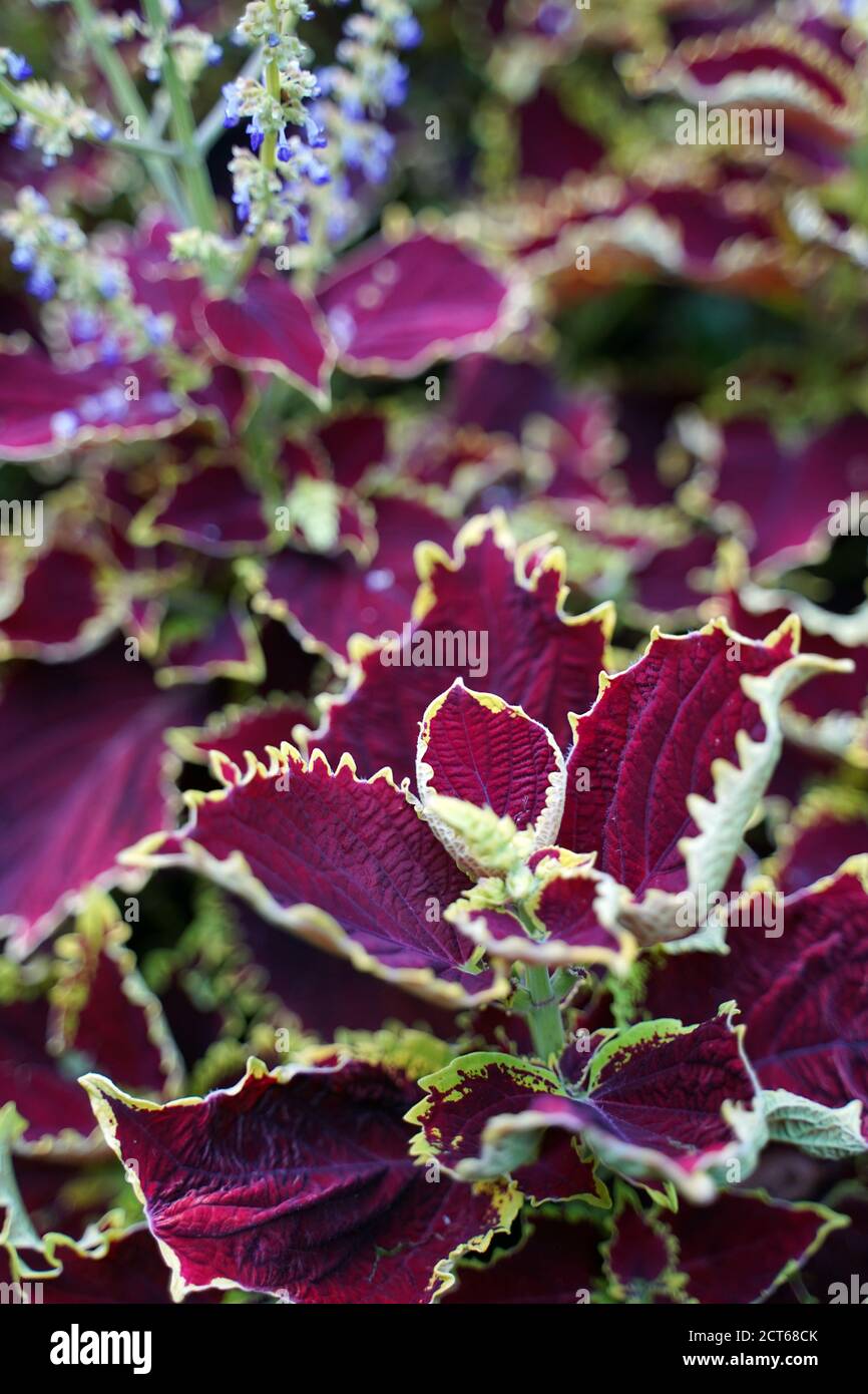 Fleurs Banque D'Images