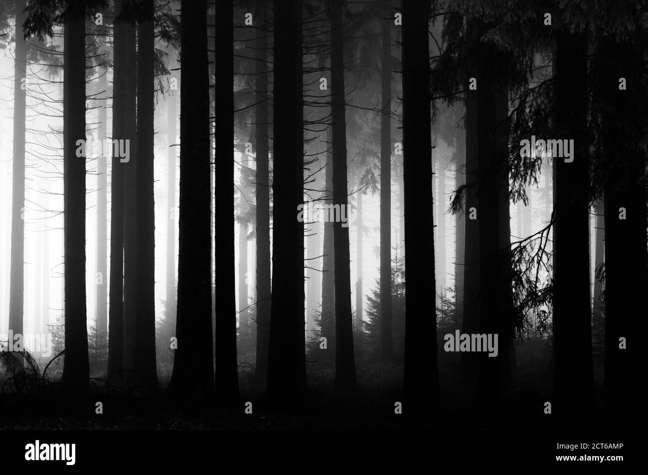 Brouillard dans le bois de pin - Belgique *** Légende locale *** paysage,automne,brouillard,pins,bois,forêt,repos,calme,tranquillité,atmosphère,noir/blanc Banque D'Images