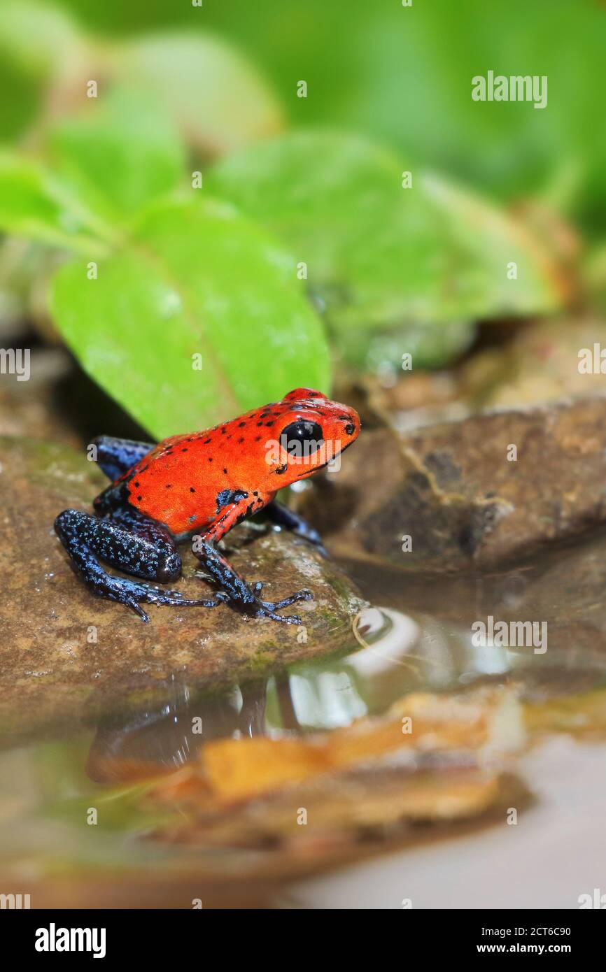Dart poison Frog assis sur un rocher avec un reflet dans un bassin d'eau Banque D'Images