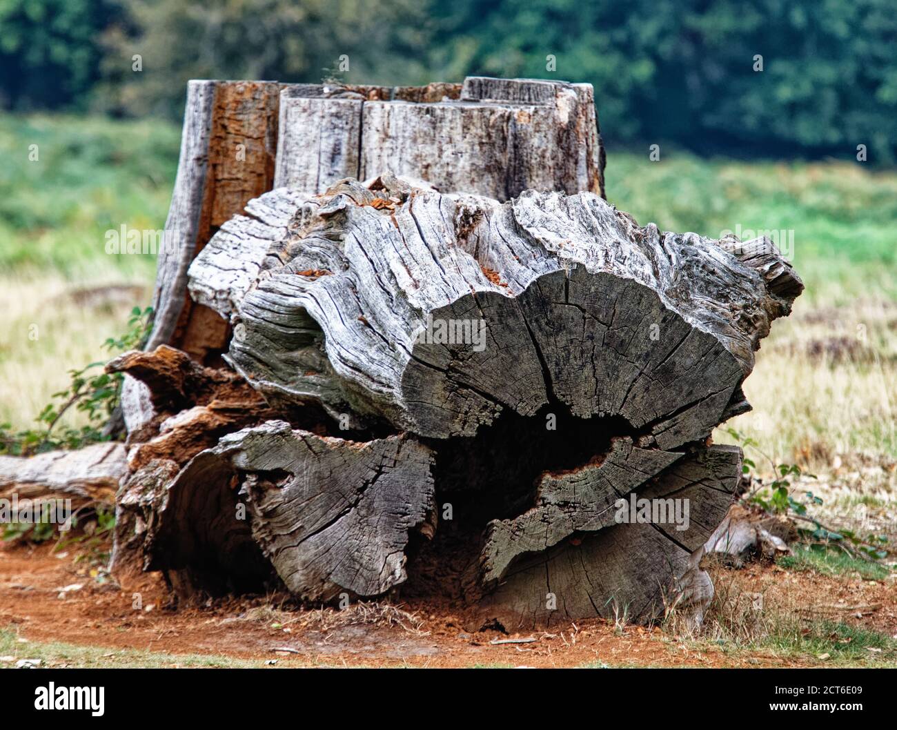 Troncs d'arbre coupés à Richmond Park, Surrey Banque D'Images