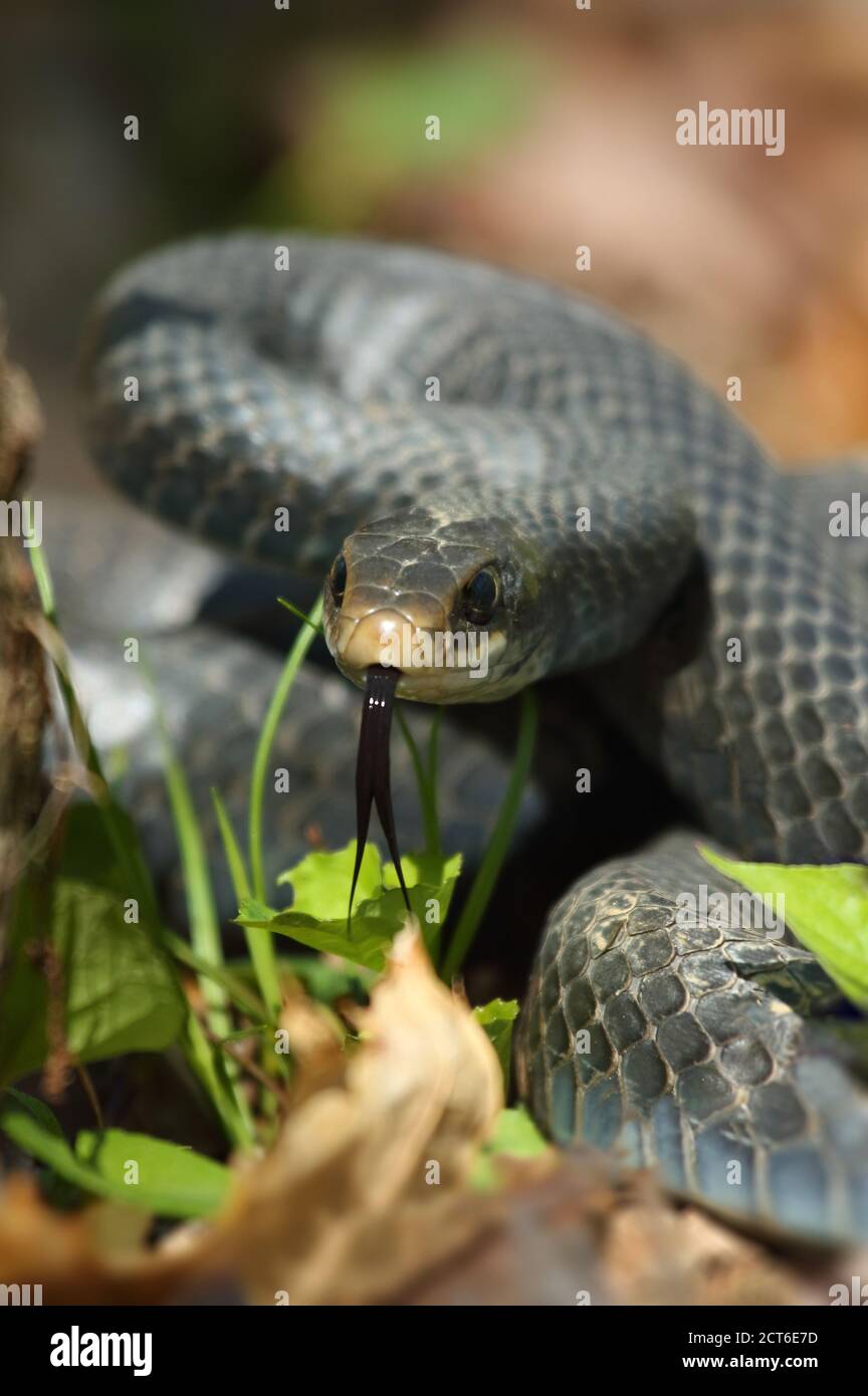 Un serpent noir prêt à frapper avec la langue dehors. Gondolé Banque D'Images