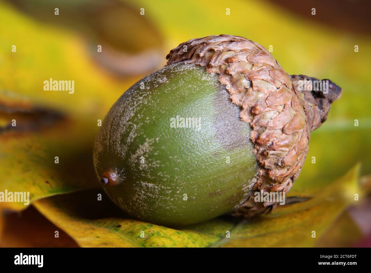 Gros plan d'un gland vert sur les feuilles d'automne Banque D'Images