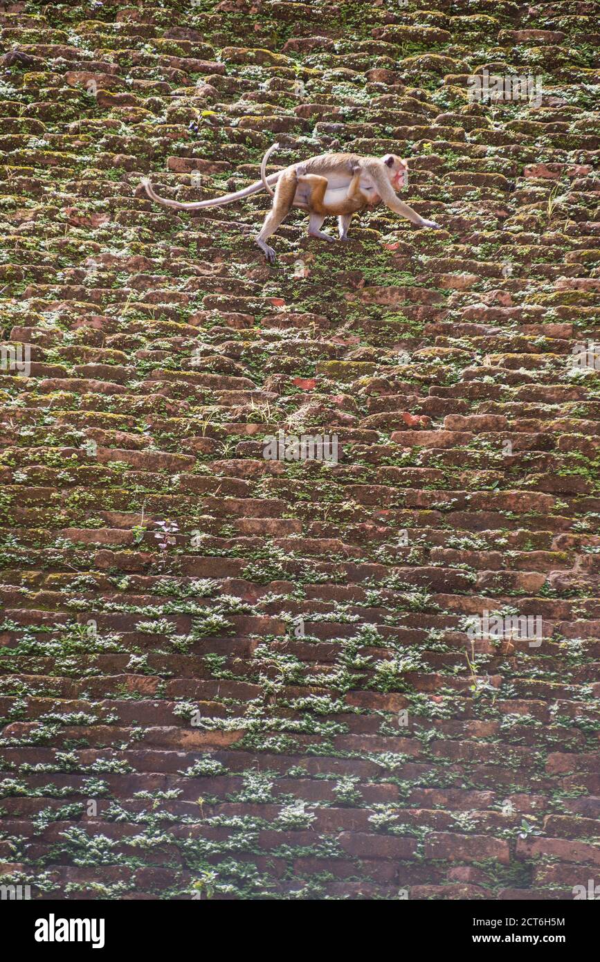 Ville sacrée d'Anuradhapura, singes de l'Abhayagiri Dagoba, aka Abhayagiri Vihara, Monastère Abhayagiri, Sri Lanka, Asie Banque D'Images