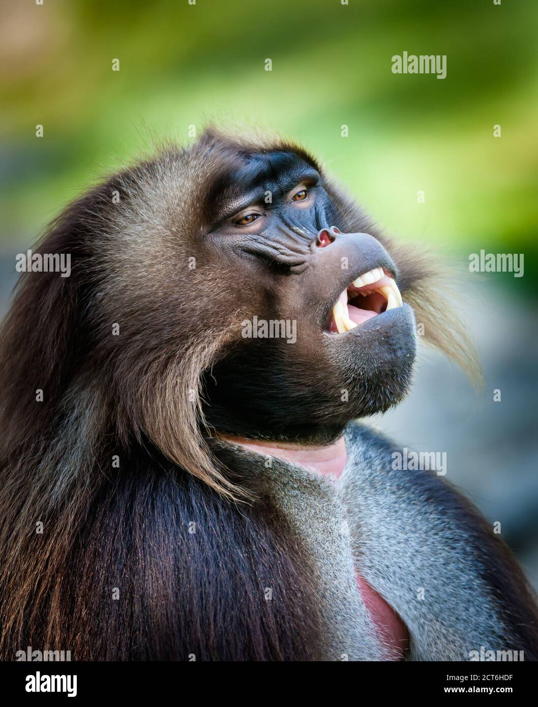 Singe Gelada (théropithecus gelada) également connu sous le nom de Gelada Baboon. Singes de l'ancien monde, famille Primate Banque D'Images
