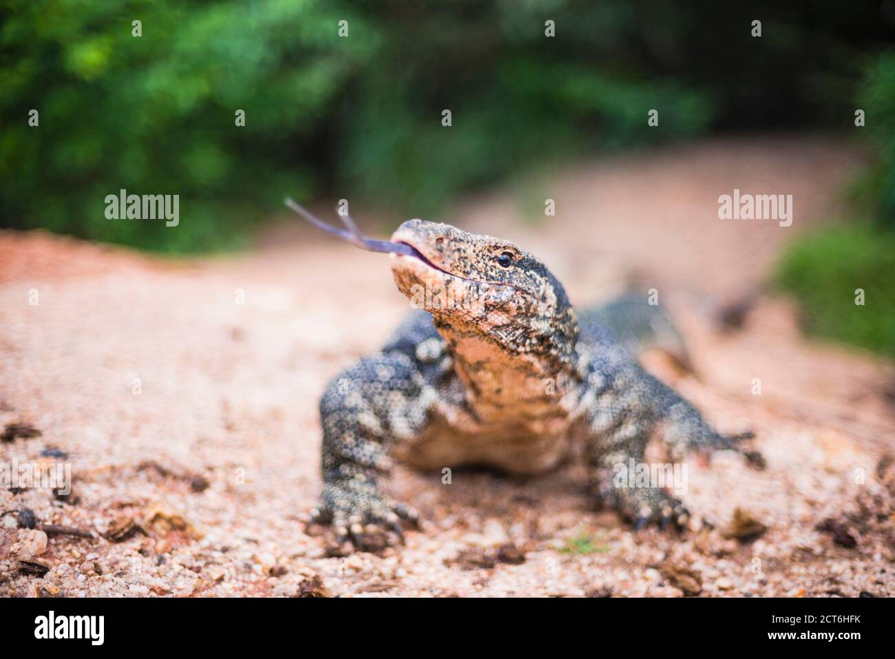 Le Parc National de Minneriya, surveiller Lizzard effleurant sa langue maternelle, Central Province de Sri Lanka, en Asie Banque D'Images