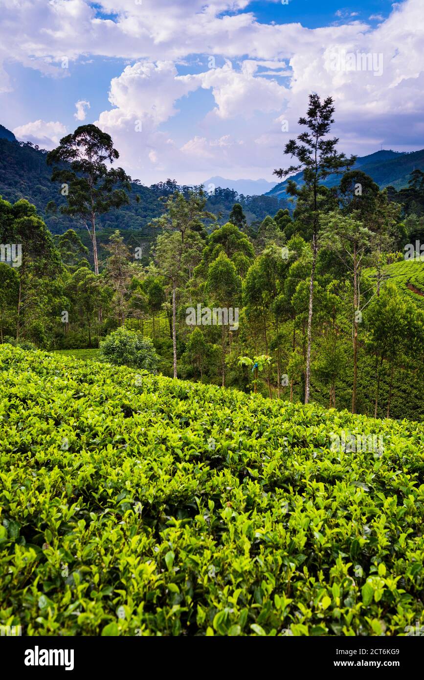 Dans la plantation de thé thé 'pays', alias 'hill country' de 'Sri Lanka Highlands', District de Nuwara Eliya Sri Lanka, Asia Banque D'Images