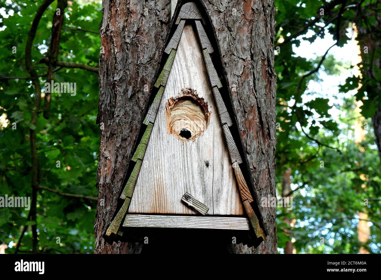 Hornissen *** Légende locale *** Bienen,Echte Wespen,Falterwespen,Großbienen,Hautflügler,Hornisse,Hornissen,Hornissen im Vogelhaus,Hornissennest,Vespa Banque D'Images