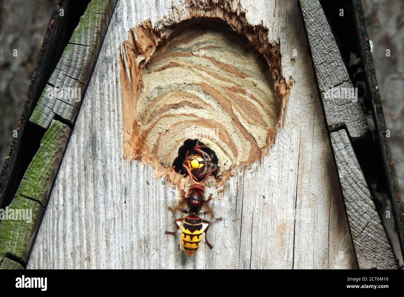 Hornissen *** Légende locale *** Bienen,Echte Wespen,Falterwespen,Großbienen,Hautflügler,Hornisse,Hornissen,Hornissen im Vogelhaus,Hornissennest,Vespa Banque D'Images