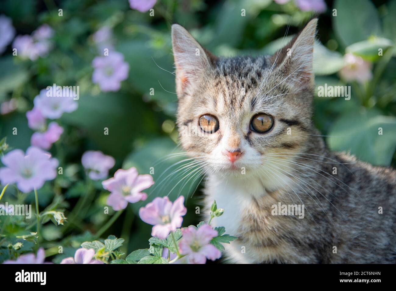 Portrait d'un jeune chaton tabby photographié à l'extérieur dans un jardin avec feuillage et fleurs Banque D'Images