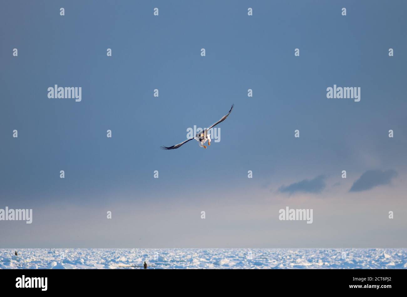 L'aigle de mer de Steller (Haliaeetus pelagicus) se rassemble près de la péninsule de Shiretoko (Ici Rausu) pendant les mois d'hiver avec la glace de dérive Banque D'Images