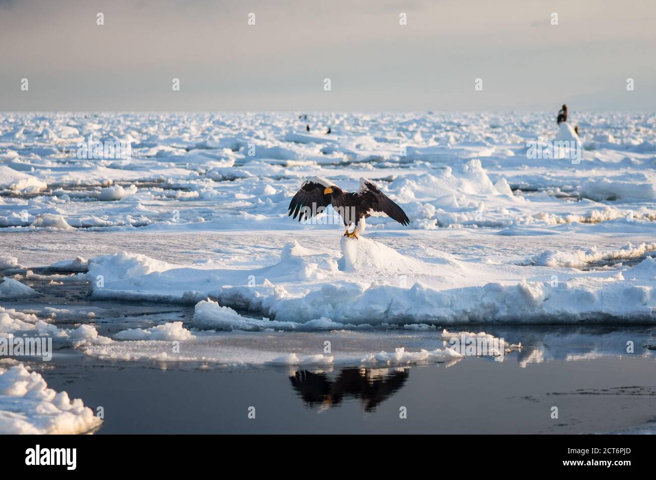L'aigle de mer de Steller (Haliaeetus pelagicus) se rassemble près de la péninsule de Shiretoko (Ici Rausu) pendant les mois d'hiver avec la glace de dérive Banque D'Images