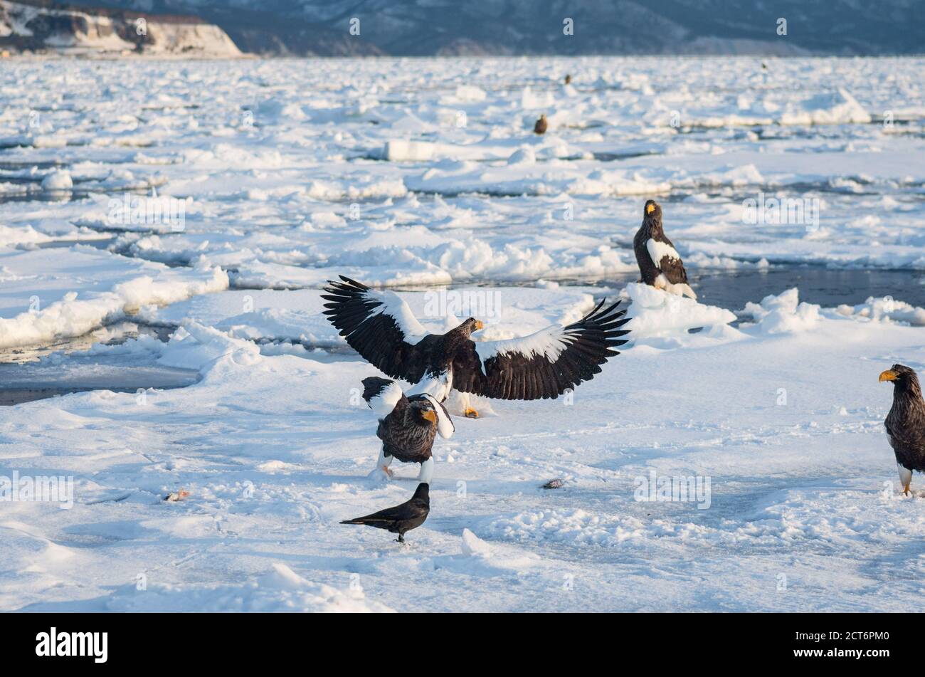 L'aigle de mer de Steller (Haliaeetus pelagicus) se rassemble près de la péninsule de Shiretoko (Ici Rausu) pendant les mois d'hiver avec la glace de dérive Banque D'Images
