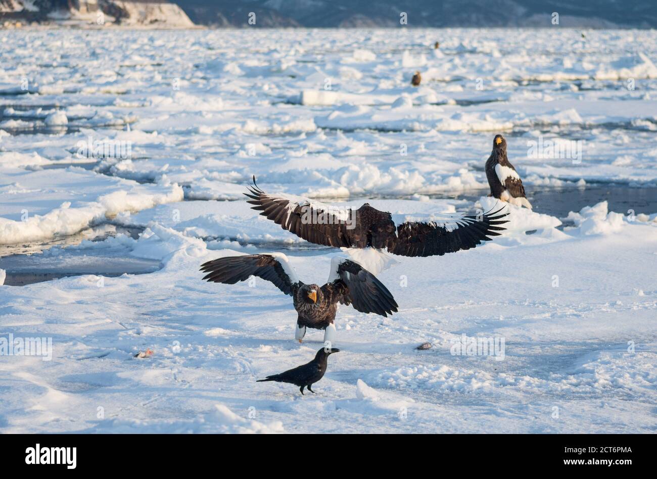 L'aigle de mer de Steller (Haliaeetus pelagicus) se rassemble près de la péninsule de Shiretoko (Ici Rausu) pendant les mois d'hiver avec la glace de dérive Banque D'Images