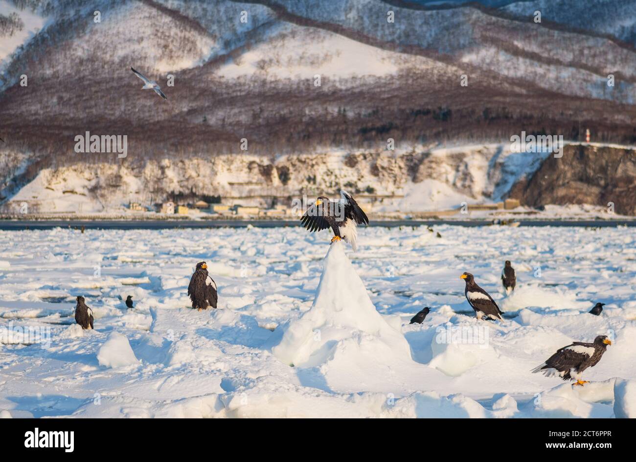 L'aigle de mer de Steller et les aigles à queue blanche se rassemblent sur la glace de dérive près de la côte de Rausu dans le parc national de Shiretoko, Hokkaido, Japon Banque D'Images