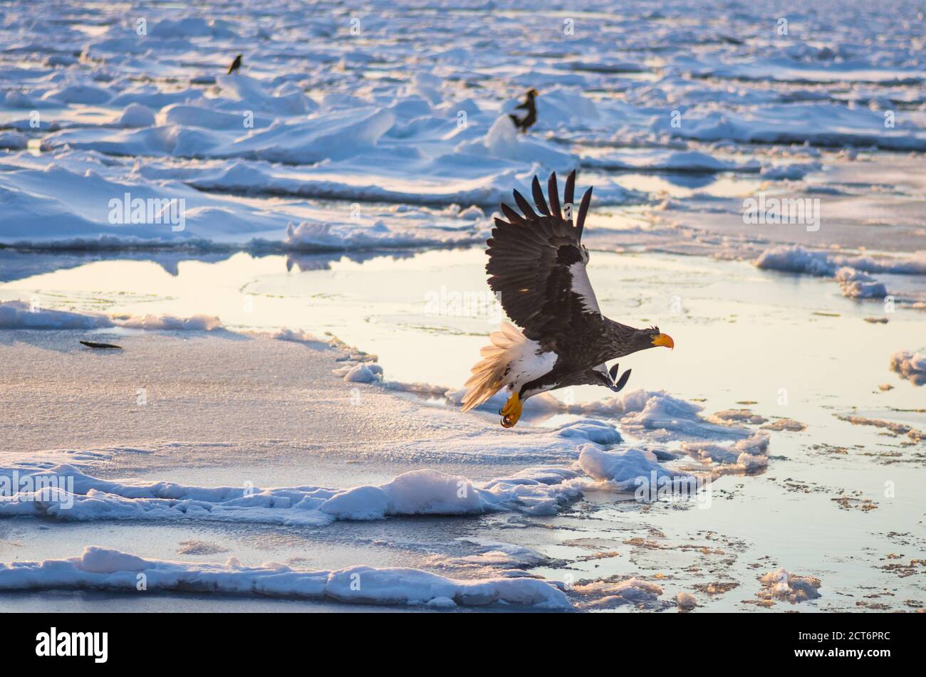 L'aigle de mer de Steller (Haliaeetus pelagicus) se rassemble près de la péninsule de Shiretoko (Ici Rausu) pendant les mois d'hiver avec la glace de dérive Banque D'Images