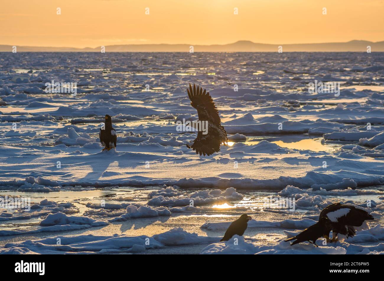 L'aigle de mer de Steller et les aigles à queue blanche se rassemblent sur la glace de dérive près de la côte de Rausu dans le parc national de Shiretoko, Hokkaido, Japon Banque D'Images