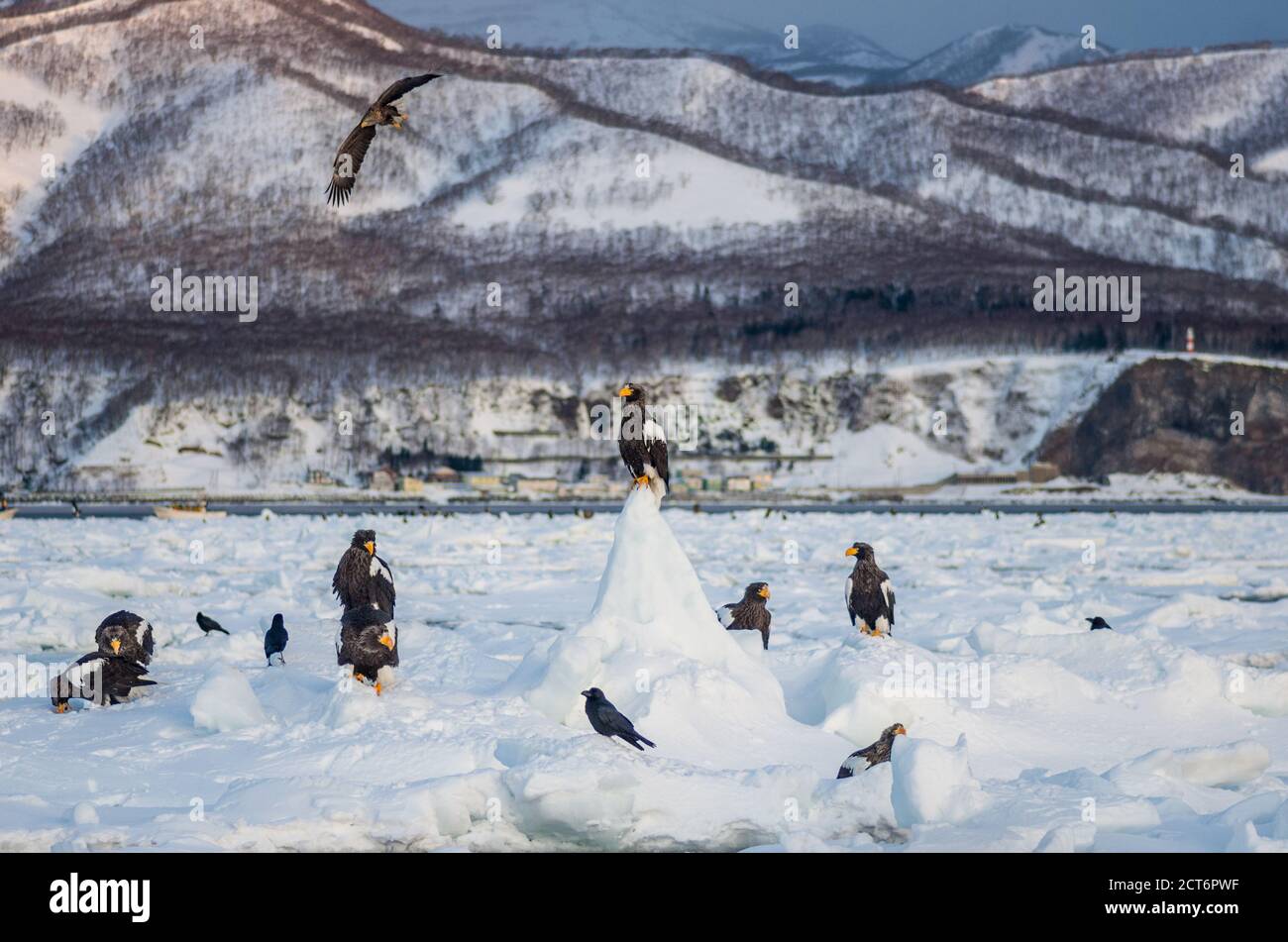 L'aigle de mer de Steller et les aigles à queue blanche se rassemblent sur la glace de dérive près de la côte de Rausu dans le parc national de Shiretoko, Hokkaido, Japon Banque D'Images