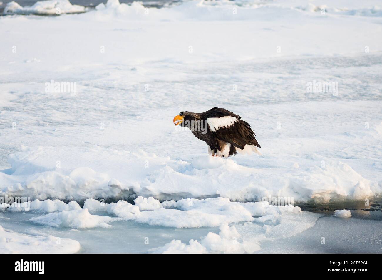L'aigle de mer de Steller (Haliaeetus pelagicus) se rassemble près de la péninsule de Shiretoko (Ici Rausu) pendant les mois d'hiver avec la glace de dérive Banque D'Images