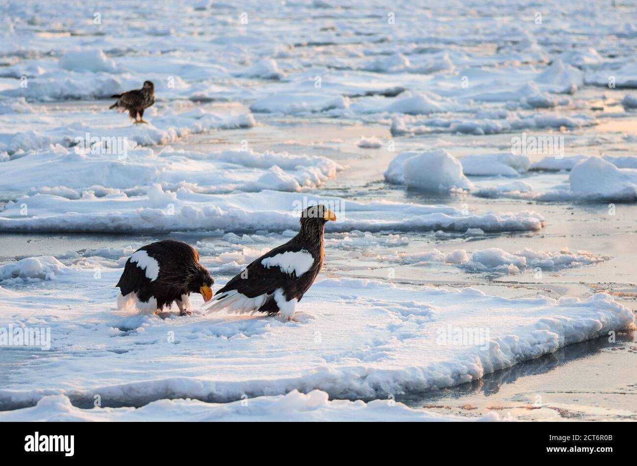 L'aigle de mer de Steller (Haliaeetus pelagicus) se rassemble près de la péninsule de Shiretoko (Ici Rausu) pendant les mois d'hiver avec la glace de dérive Banque D'Images