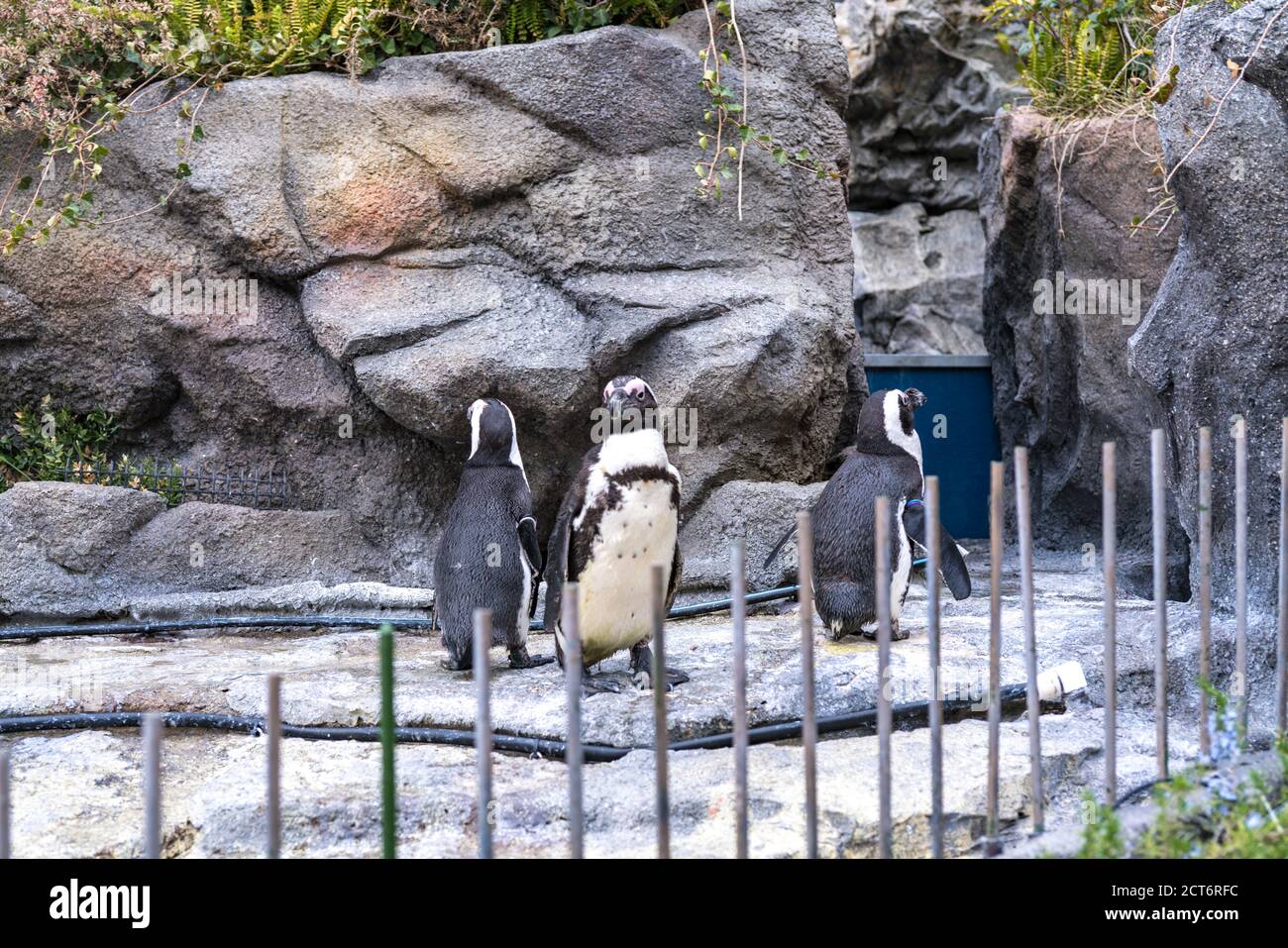 Oiseaux dans l'aquarium d'Ikebukuro Banque D'Images